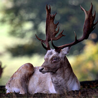 Buy canvas prints of Fallow Deer Stag by Ray Putley