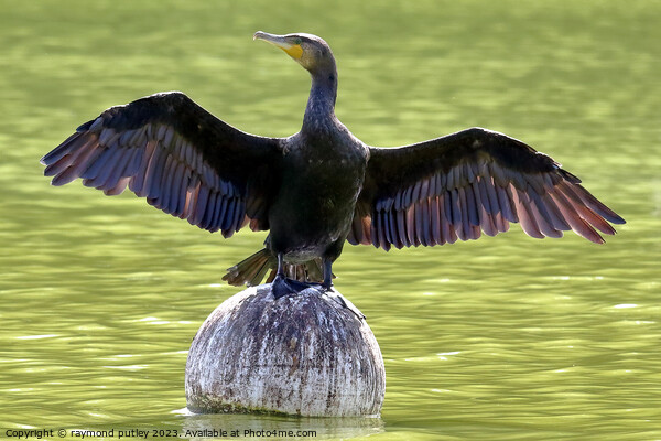 Cormorant Picture Board by Ray Putley