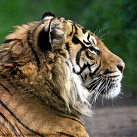 Buy canvas prints of Sumatran Tiger by Ray Putley