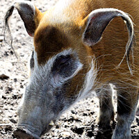 Buy canvas prints of Red River Hog. by Ray Putley