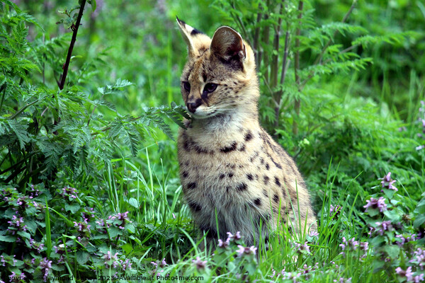 Serval Picture Board by Ray Putley