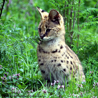 Buy canvas prints of Serval by Ray Putley