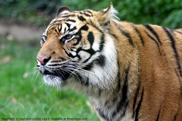 Sumatran Tiger  Picture Board by Ray Putley
