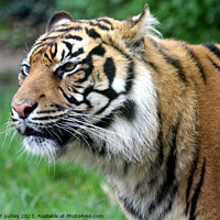 Buy canvas prints of Sumatran Tiger  by Ray Putley