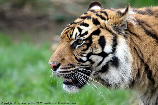 Sumatran Tiger Picture Board by Ray Putley