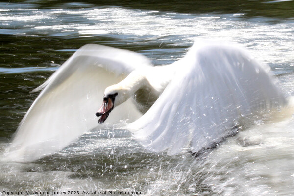 Swan in flight Picture Board by Ray Putley