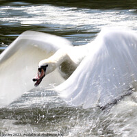 Buy canvas prints of Swan in flight by Ray Putley