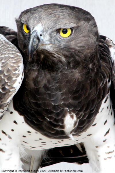 Martial Eagle Picture Board by Ray Putley