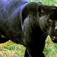 Buy canvas prints of Black Jaguar by Ray Putley