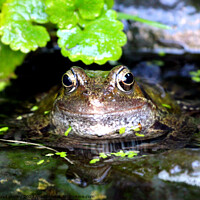 Buy canvas prints of Common Frog by Ray Putley