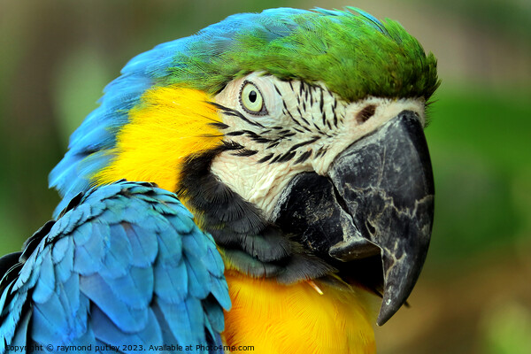 Macaw Picture Board by Ray Putley