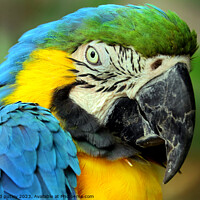 Buy canvas prints of Macaw by Ray Putley