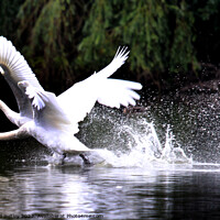 Buy canvas prints of Swans racing across the lake by Ray Putley