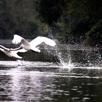 Buy canvas prints of Swans by Ray Putley