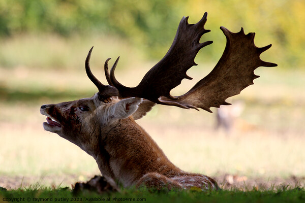 Fallow deer Picture Board by Ray Putley