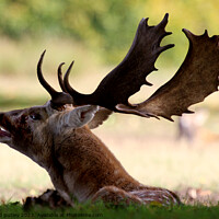 Buy canvas prints of Fallow deer by Ray Putley
