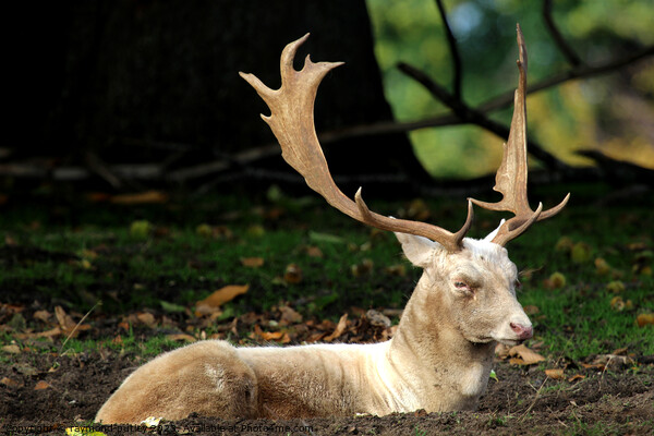 Fallow Deer Picture Board by Ray Putley