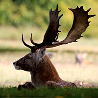 Buy canvas prints of Fallow Deer by Ray Putley