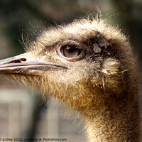 Buy canvas prints of Ostrich by Ray Putley