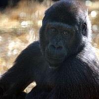 Buy canvas prints of Western Lowland Gorilla by Ray Putley