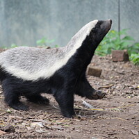 Buy canvas prints of Honey Badger by Ray Putley