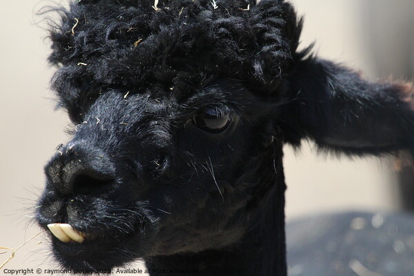 Alpaca Picture Board by Ray Putley