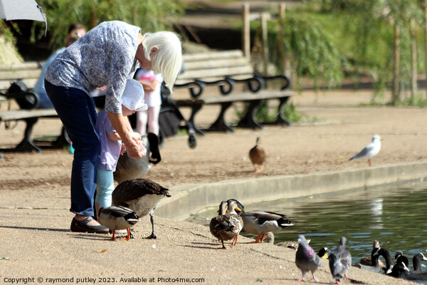 Feeding the Ducks Picture Board by Ray Putley