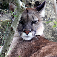 Buy canvas prints of Puma Big Cat by Ray Putley