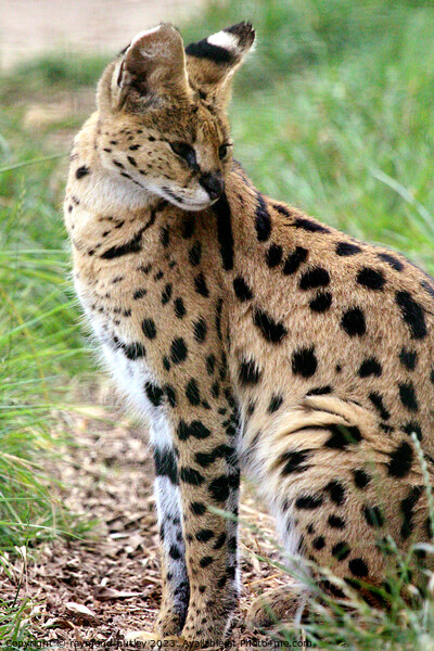 Serval  Picture Board by Ray Putley
