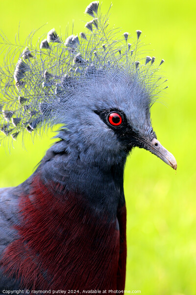 Victoria Crowned Pigeon Picture Board by Ray Putley
