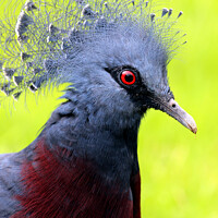 Buy canvas prints of Victoria Crowned Pigeon by Ray Putley