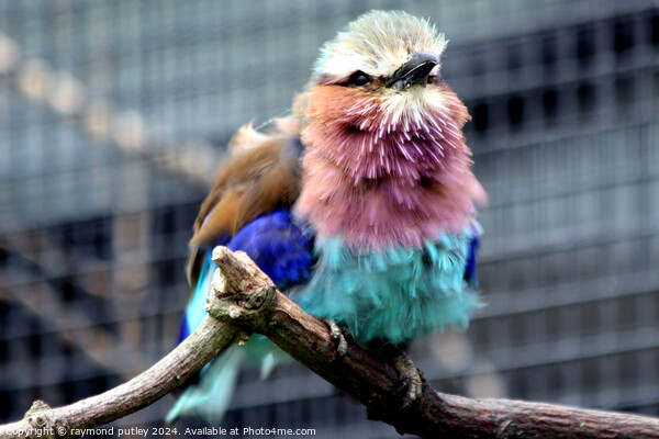 Lilac-Breasted Roller Picture Board by Ray Putley