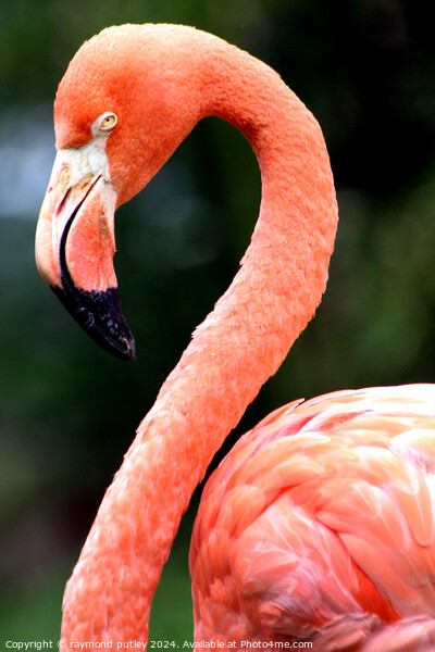 Pink Flamingo  Picture Board by Ray Putley