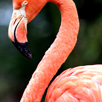 Buy canvas prints of Pink Flamingo  by Ray Putley