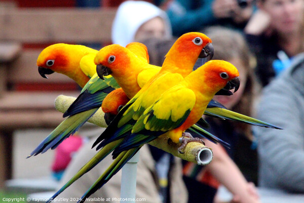 Sun Conures Picture Board by Ray Putley