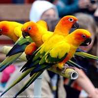 Buy canvas prints of Sun Conures by Ray Putley