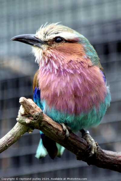 Small Lilac-Breasted Roller Picture Board by Ray Putley