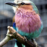 Buy canvas prints of Small Lilac-Breasted Roller by Ray Putley