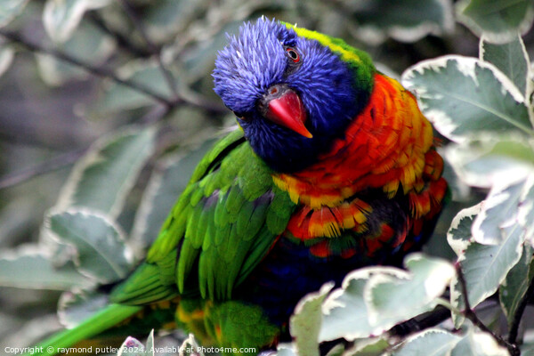 Rainbow Lorikeet Picture Board by Ray Putley