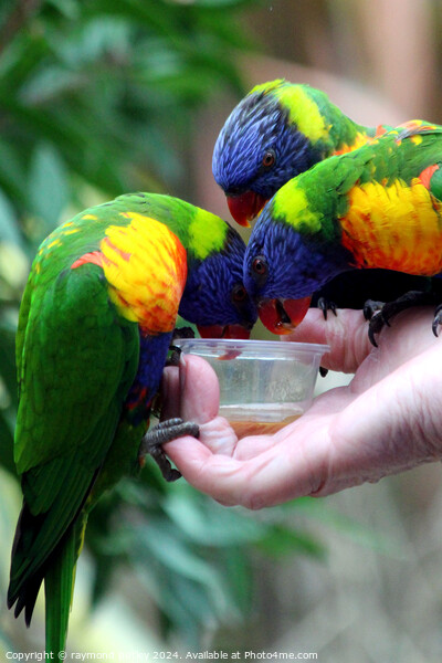 Rainbow Lorikeets Picture Board by Ray Putley