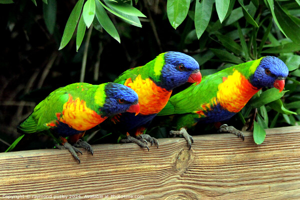 Rainbow Lorikeets Picture Board by Ray Putley