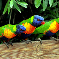Buy canvas prints of Rainbow Lorikeets by Ray Putley