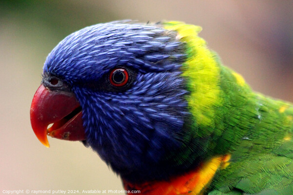 Rainbow Lorikeet Picture Board by Ray Putley