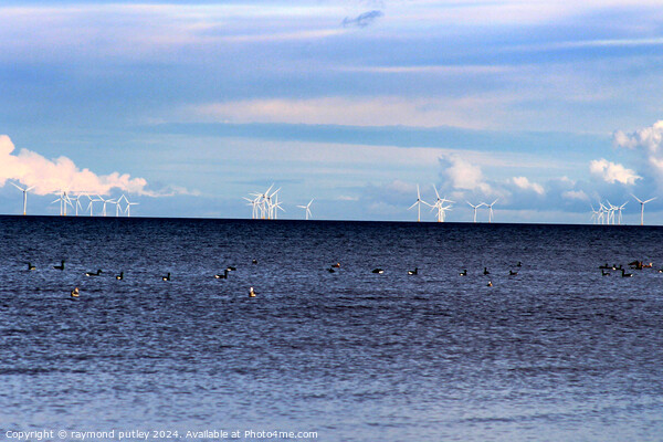 Minster-on-sea Wind farms  Picture Board by Ray Putley