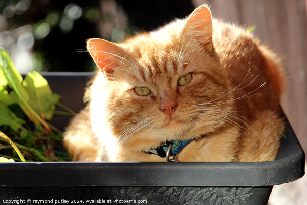 Ginger Cat laying in a plant pot Picture Board by Ray Putley