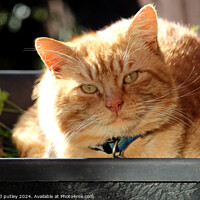 Buy canvas prints of Ginger Cat laying in a plant pot by Ray Putley