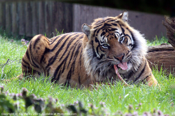 Sumatran Tiger Picture Board by Ray Putley