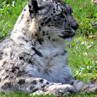 Buy canvas prints of Snow Leopard by Ray Putley