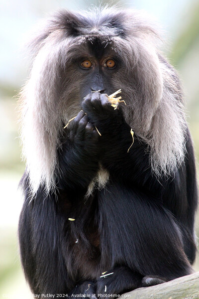 Lion Tailed Macaque Picture Board by Ray Putley