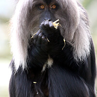Buy canvas prints of Lion Tailed Macaque by Ray Putley